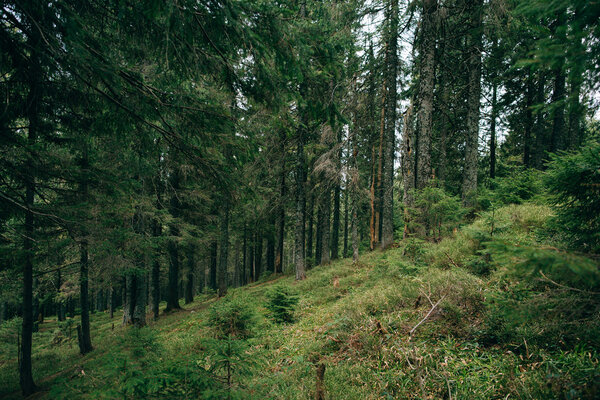 Misty green pine forest landscape. 