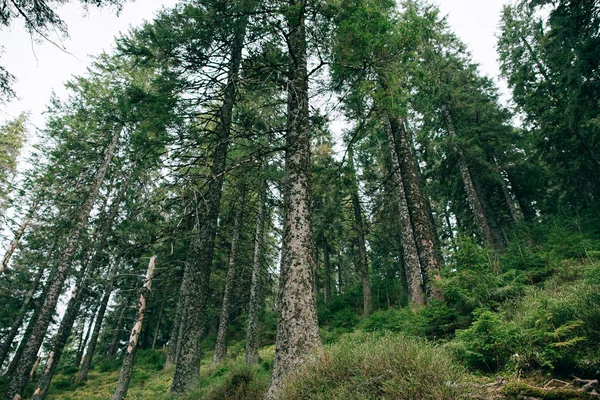 Misty verde bosque de pinos paisaje . —  Fotos de Stock