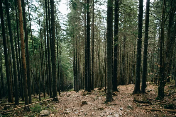 Misty green pine forest landscape. — Stock Photo, Image