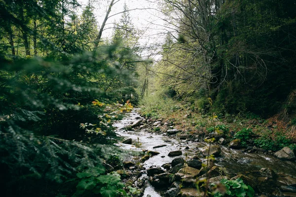 Гірська річка в зеленому лісі — стокове фото