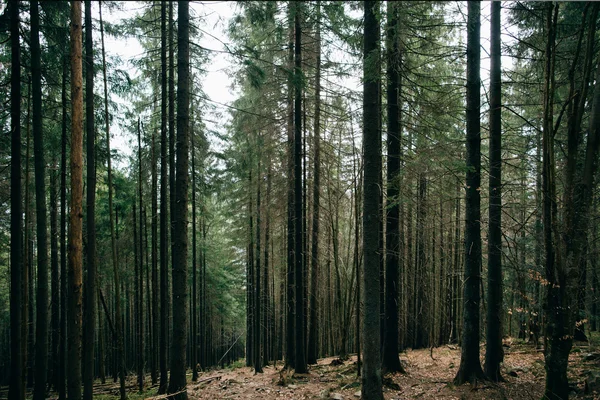 Zamlžené zelené borovice lesní krajina. — Stock fotografie