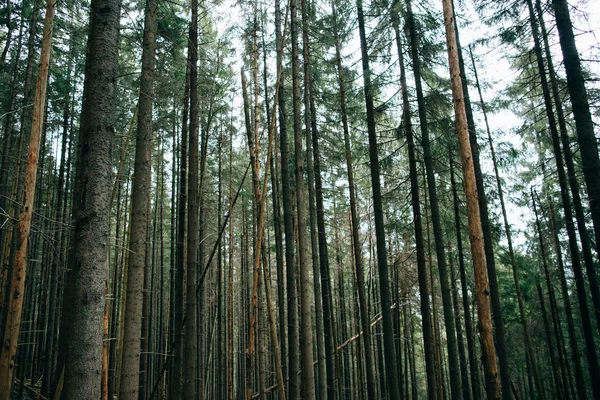 Zamlžené zelené borovice lesní krajina. — Stock fotografie