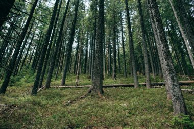 puslu iğne yapraklı orman 