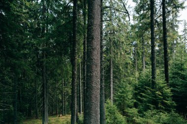 puslu iğne yapraklı orman 