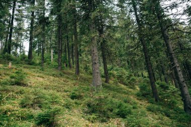 puslu iğne yapraklı orman 