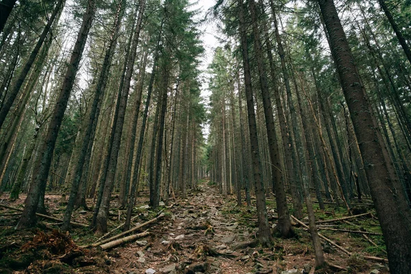 Road trek into the mountains — Stock Photo, Image