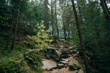 puslu iğne yapraklı orman 