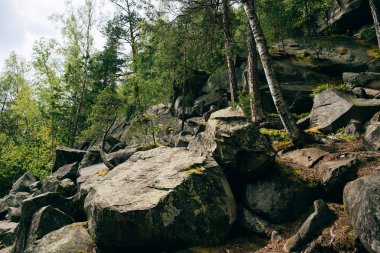 puslu iğne yapraklı orman 