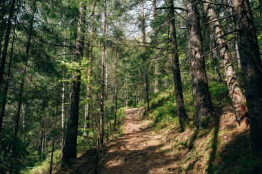 Yol trek dağlara