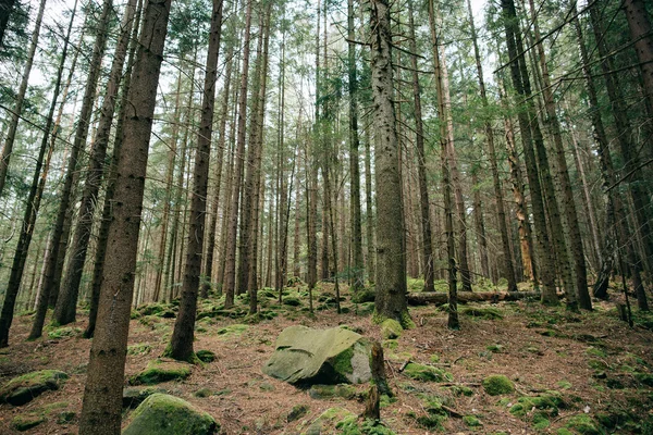 Floresta de coníferas nebulosas — Fotografia de Stock