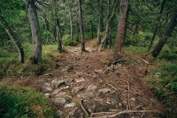 Road trek into the mountains — Stock Photo, Image