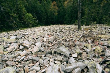 Dağ iğne yapraklı orman