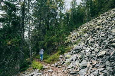 Puslu dağ orman erkekte