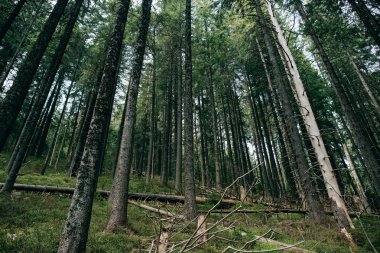 Dağ iğne yapraklı orman