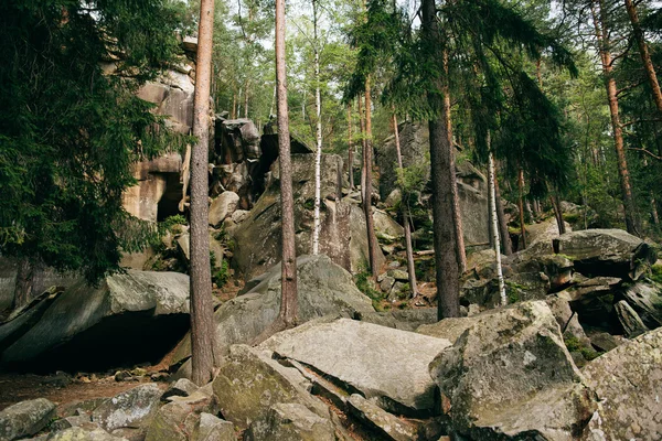 Horského jehličnatého lesa — Stock fotografie