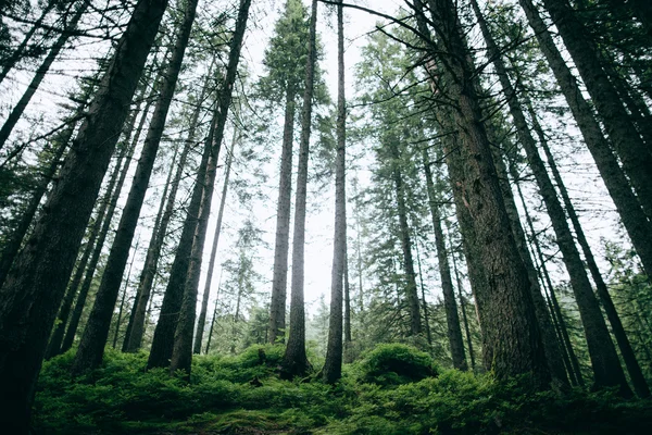 Dimmiga barrskogen i gryningen i Karpaterna — Stockfoto