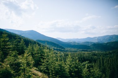 Dağ çam ormanı. Ahşap.