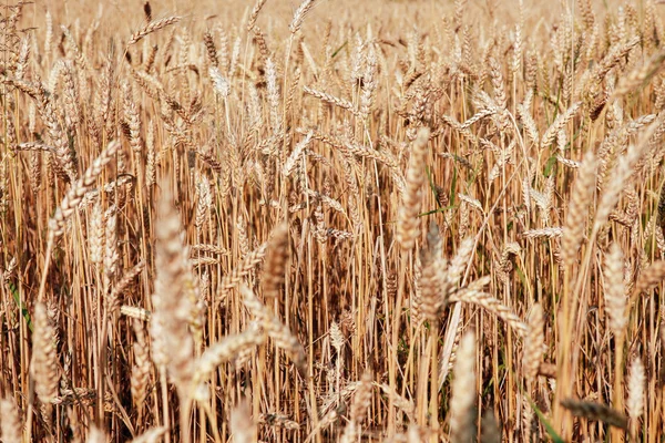 Weizenfeld — Stockfoto