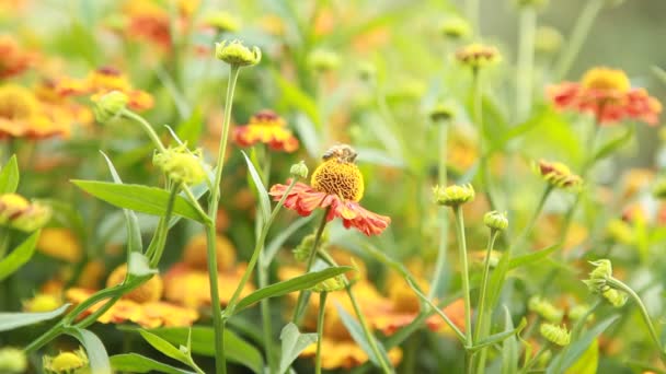 Mehiläinen kukassa — kuvapankkivideo