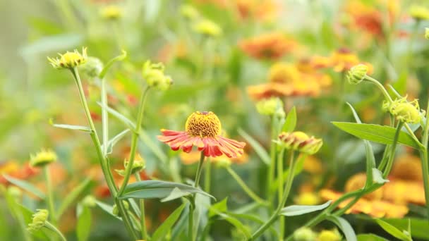 Abeja en una flor — Vídeos de Stock