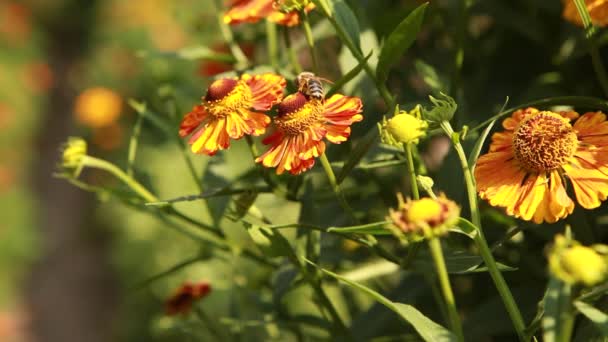 abeille sur une fleur