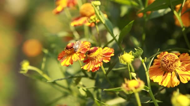 abeille sur une fleur