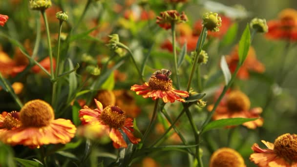 Abelha em uma flor — Vídeo de Stock