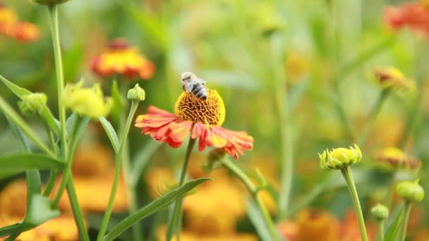 Abeja en una flor — Vídeos de Stock