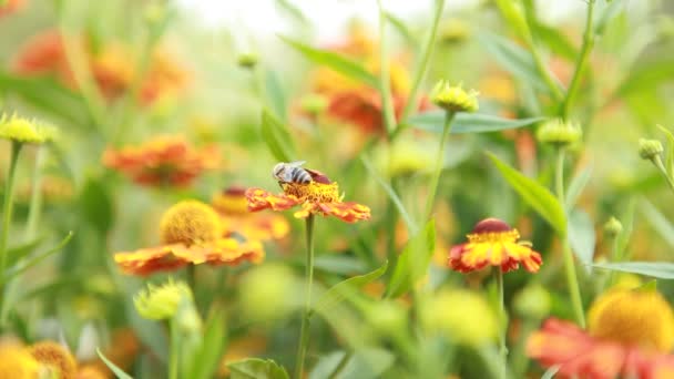 Biene auf einer Blume — Stockvideo