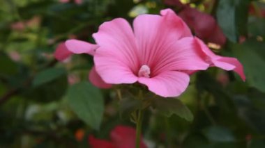 pembe bahçe çiçekleri