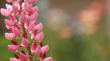 Pembe Lupin çiçek