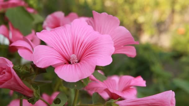 Fleurs de jardin rose 