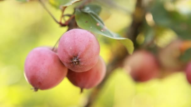 Pink apples on the branch — Stock Video