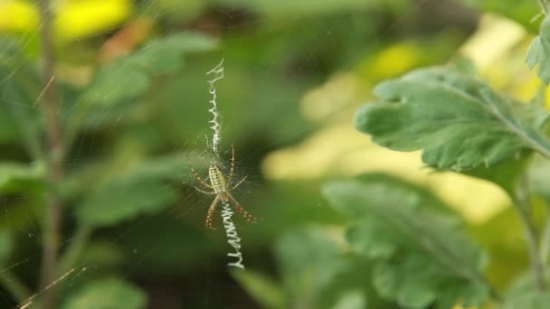 Red de araña en el prado — Vídeos de Stock