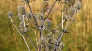 Böcekler üzerinde kır çiçekleri