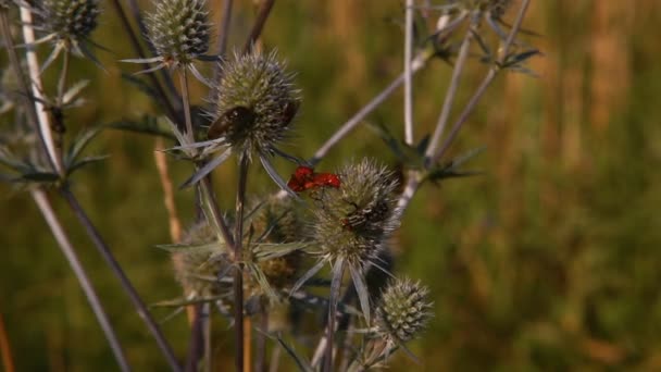 Insekter på vilda blommor — Stockvideo