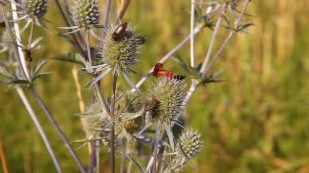 Insekten auf den Wildblumen — Stockvideo