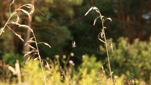 Паук на паутине между растениями — стоковое видео