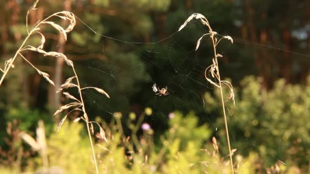 Паук на паутине между растениями — стоковое видео