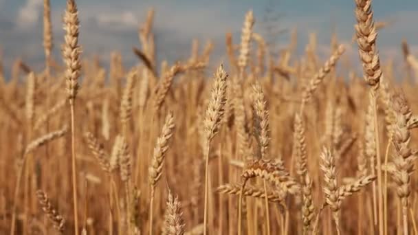 Campo de trigo amarillo — Vídeos de Stock