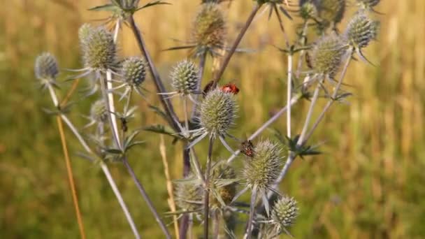 Insects on the wild flowers — Stock Video