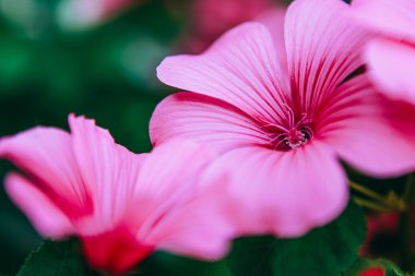 Bahçedeki çiçekler