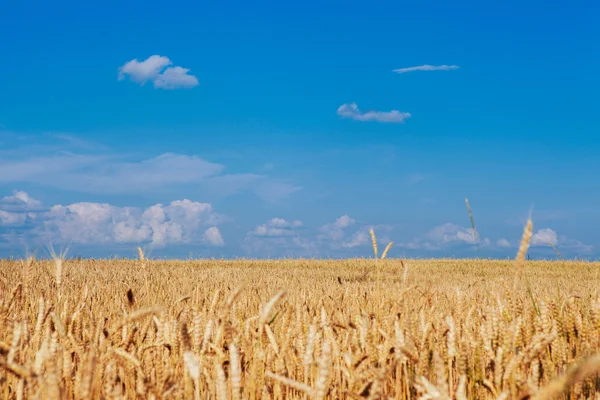 Campo di grano — Foto Stock