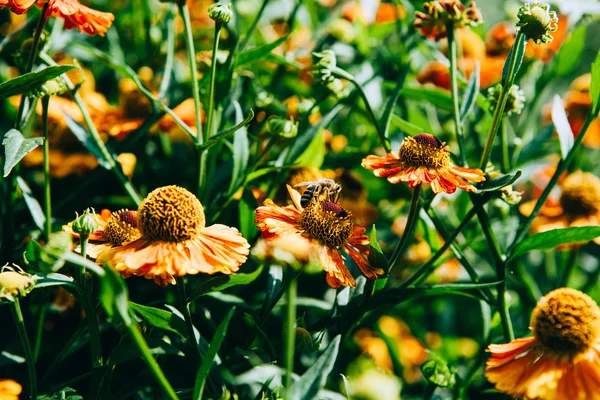 Flowers in a garden — Stock Photo, Image