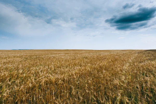 Campo di grano — Foto Stock