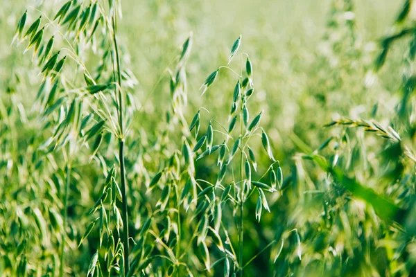 Green grass sunset — Stock Photo, Image