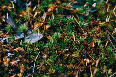 yosun ve liken bahar ahşap