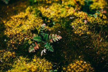 yosun ve liken bahar ahşap