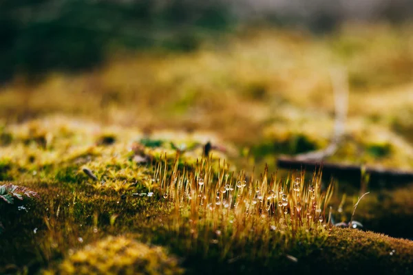 Mousse et lichen dans le bois de printemps — Photo
