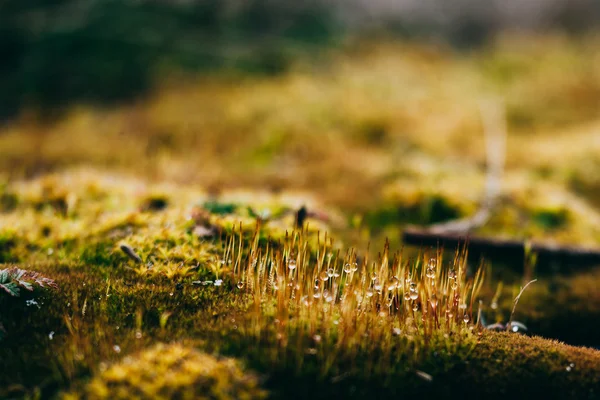 Musgo e líquen em madeira de primavera — Fotografia de Stock